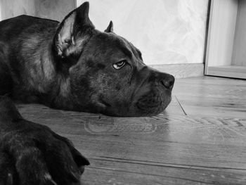 Close-up of a dog looking away