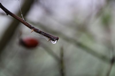 Close-up of insect on twig