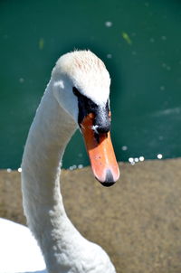 Close-up of swan swimming in lake