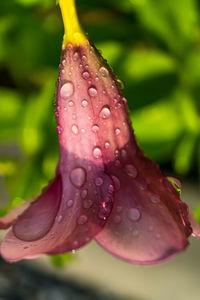 Close-up of water drops on pink rose