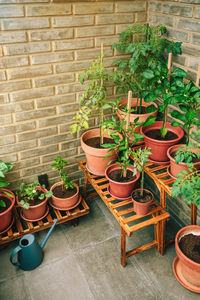 Potted plant against wall