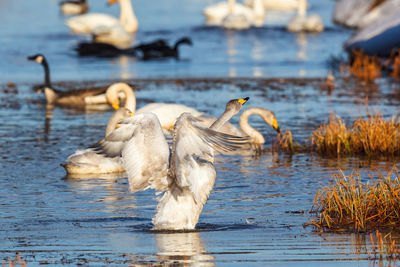 Birds in a lake