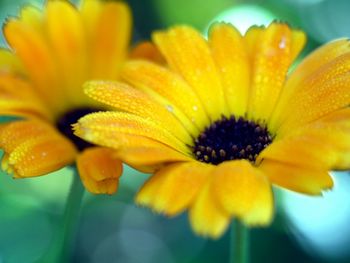 Close-up of yellow flower