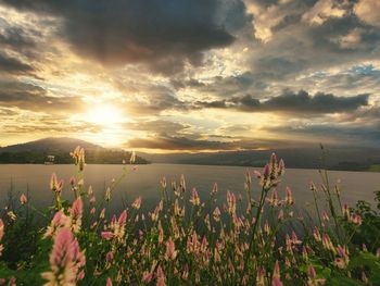 Plants growing on field against sky during sunset