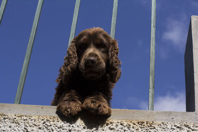 Portrait of dog relaxing outdoors