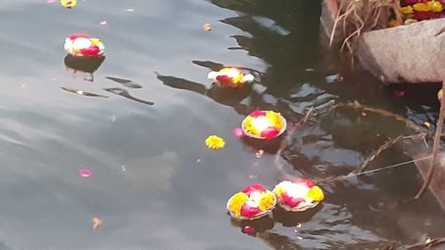 High angle view of jellyfish in lake