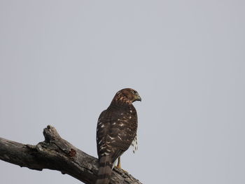 Low angle view of juvenile coppers hawk perching on tree against sky