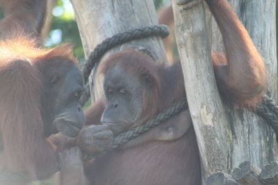 Close-up of a monkey