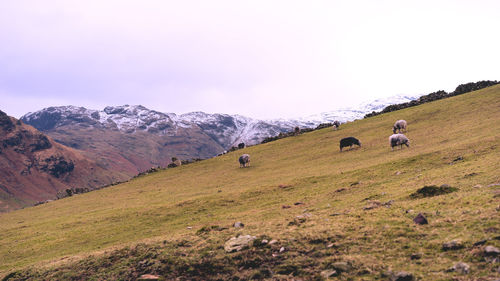 Sheep on landscape against clear sky