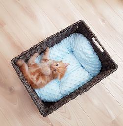 High angle view of dog sleeping on hardwood floor