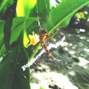 Close-up of spider on web