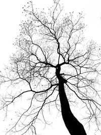 Low angle view of silhouette bare tree against clear sky