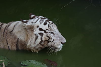 Close-up of tiger