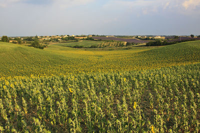 Scenic view of sunflowers field against sky