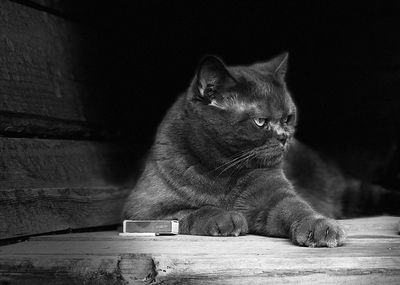 Cat looking away while sitting on table