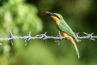 Close-up of bird perching on barbed wire