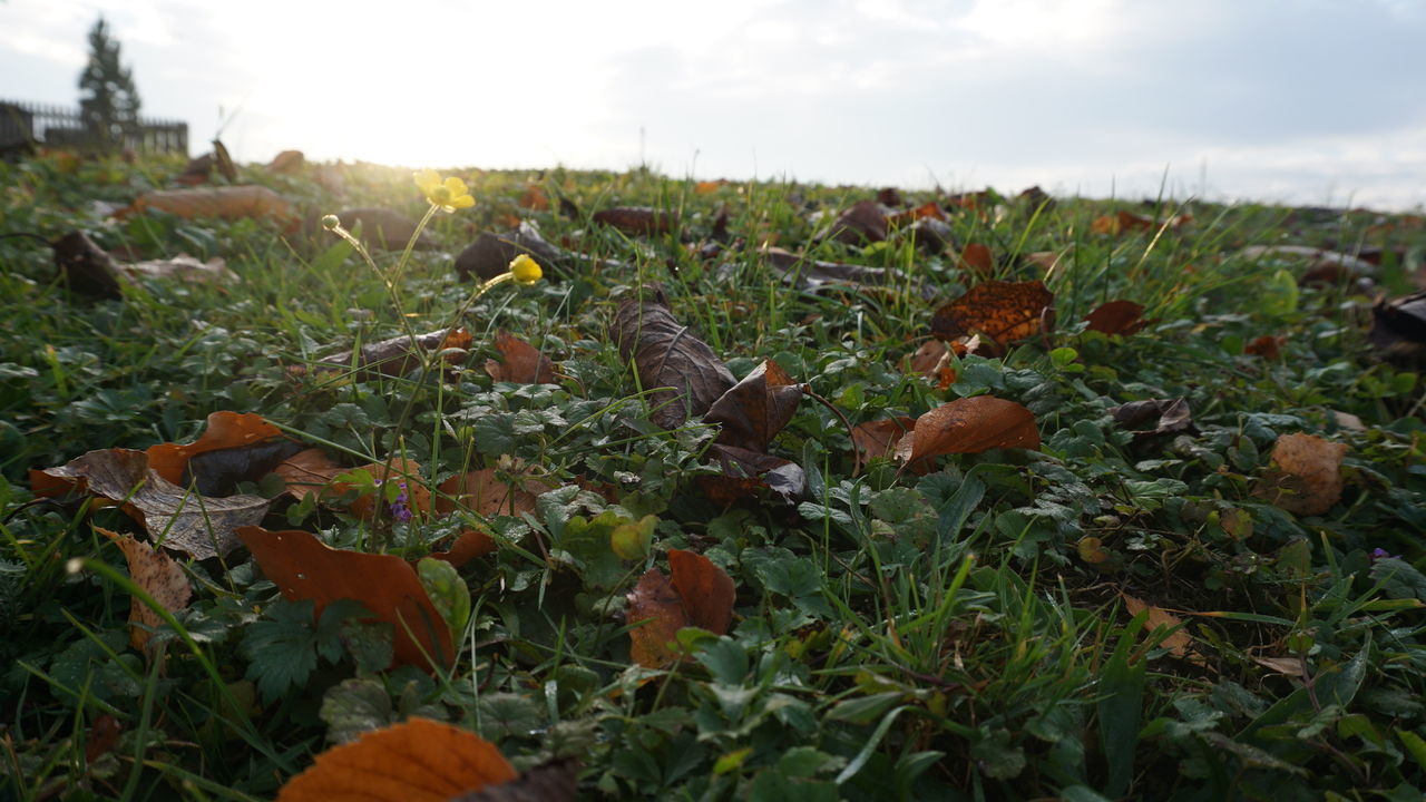 CLOSE-UP OF FLOWERING PLANTS ON FIELD DURING AUTUMN