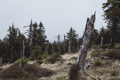 Trees in forest against clear sky