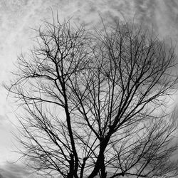 Low angle view of silhouette bare trees against sky