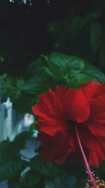 Close-up of red flowering plant