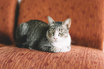 Close-up portrait of cat