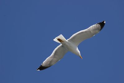 Low angle view of seagull flying in sky