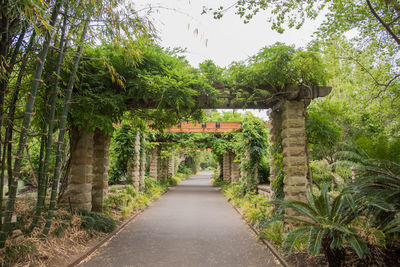 Walkway amidst trees