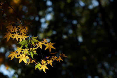 Close-up of maple tree