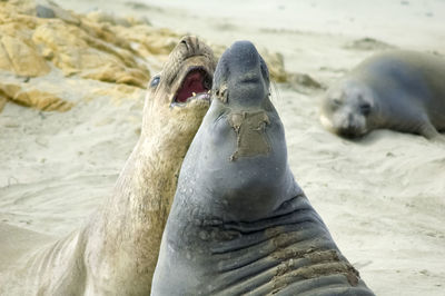 Close-up of elephant on beach