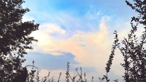 Low angle view of silhouette trees against sky
