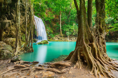 Scenic view of waterfall in forest