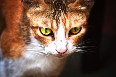 Close-up portrait of cat