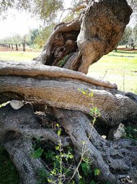 Close-up of lizard on tree trunk against sky