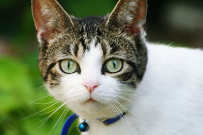 Close-up portrait of cat