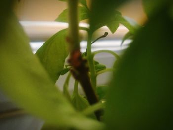 Close-up of lizard on plant