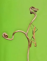 Close-up of praying mantis on green leaf