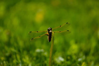 Close-up of insect on leaf