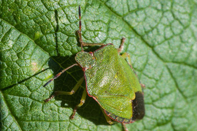 Close-up of grasshopper on leaf