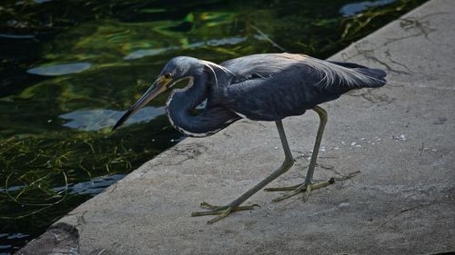 High angle view of heron at lakeshore