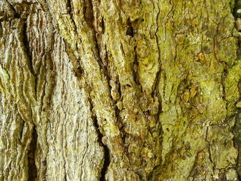 Full frame shot of tree trunk