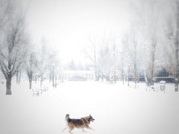 Snow covered trees in winter
