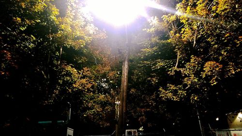 Low angle view of sun shining through trees