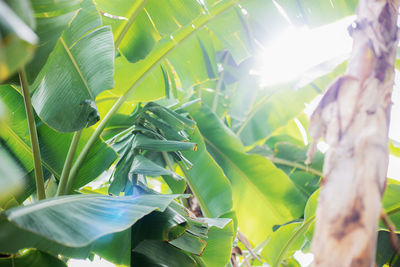 Close-up of green leaves