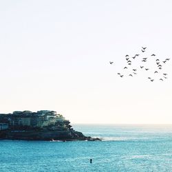 Birds flying over sea