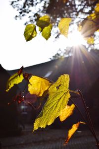 Close-up of yellow leaves on tree against sky