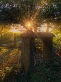 Sun shining through trees