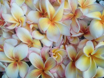 Full frame shot of flowers
