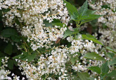 Close-up of white flowers
