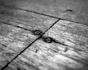 High angle view of leaf on wooden plank