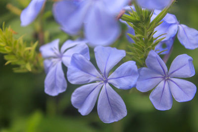 Close-up of purple flowering plant in park